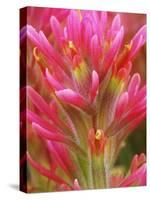 Close-up of Indian Paintbrush Flowers in the Great Basin Desert, California, USA-Dennis Flaherty-Stretched Canvas