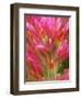 Close-up of Indian Paintbrush Flowers in the Great Basin Desert, California, USA-Dennis Flaherty-Framed Photographic Print