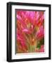 Close-up of Indian Paintbrush Flowers in the Great Basin Desert, California, USA-Dennis Flaherty-Framed Photographic Print