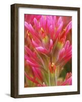 Close-up of Indian Paintbrush Flowers in the Great Basin Desert, California, USA-Dennis Flaherty-Framed Photographic Print