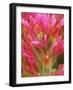 Close-up of Indian Paintbrush Flowers in the Great Basin Desert, California, USA-Dennis Flaherty-Framed Photographic Print