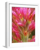 Close-up of Indian Paintbrush Flowers in the Great Basin Desert, California, USA-Dennis Flaherty-Framed Photographic Print