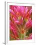 Close-up of Indian Paintbrush Flowers in the Great Basin Desert, California, USA-Dennis Flaherty-Framed Photographic Print