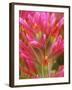 Close-up of Indian Paintbrush Flowers in the Great Basin Desert, California, USA-Dennis Flaherty-Framed Photographic Print