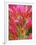 Close-up of Indian Paintbrush Flowers in the Great Basin Desert, California, USA-Dennis Flaherty-Framed Photographic Print