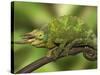 Close-Up of Jackson's Chameleon on Limb, Kenya-Dennis Flaherty-Stretched Canvas