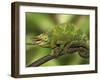 Close-Up of Jackson's Chameleon on Limb, Kenya-Dennis Flaherty-Framed Photographic Print