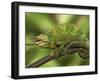 Close-Up of Jackson's Chameleon on Limb, Kenya-Dennis Flaherty-Framed Photographic Print