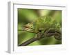 Close-Up of Jackson's Chameleon on Limb, Kenya-Dennis Flaherty-Framed Photographic Print