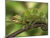 Close-Up of Jackson's Chameleon on Limb, Kenya-Dennis Flaherty-Mounted Photographic Print