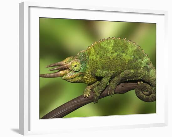 Close-Up of Jackson's Chameleon on Limb, Kenya-Dennis Flaherty-Framed Photographic Print