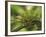 Close-Up of Jackson's Chameleon on Limb, Kenya-Dennis Flaherty-Framed Photographic Print