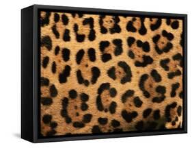 Close-Up of Jaguar Cat Coat,-Staffan Widstrand-Framed Stretched Canvas