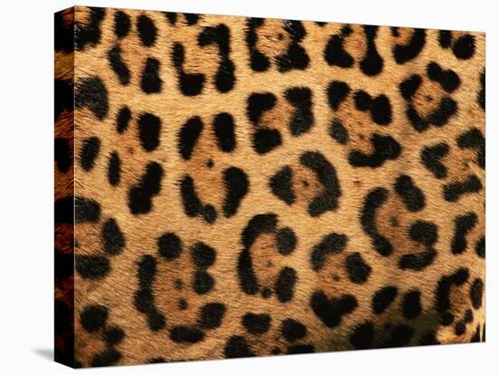 Close-Up of Jaguar Cat Coat,-Staffan Widstrand-Stretched Canvas