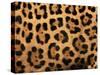 Close-Up of Jaguar Cat Coat,-Staffan Widstrand-Stretched Canvas