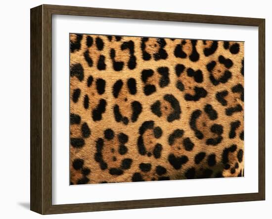 Close-Up of Jaguar Cat Coat,-Staffan Widstrand-Framed Photographic Print