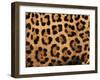 Close-Up of Jaguar Cat Coat,-Staffan Widstrand-Framed Photographic Print