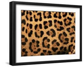Close-Up of Jaguar Cat Coat,-Staffan Widstrand-Framed Photographic Print