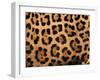 Close-Up of Jaguar Cat Coat,-Staffan Widstrand-Framed Photographic Print