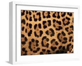 Close-Up of Jaguar Cat Coat,-Staffan Widstrand-Framed Photographic Print