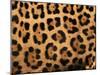 Close-Up of Jaguar Cat Coat,-Staffan Widstrand-Mounted Photographic Print