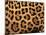 Close-Up of Jaguar Cat Coat,-Staffan Widstrand-Mounted Photographic Print