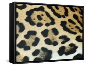 Close-Up of Jaguar Fur, Costa Rica-Edwin Giesbers-Framed Stretched Canvas