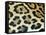 Close-Up of Jaguar Fur, Costa Rica-Edwin Giesbers-Framed Stretched Canvas