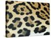 Close-Up of Jaguar Fur, Costa Rica-Edwin Giesbers-Stretched Canvas