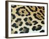 Close-Up of Jaguar Fur, Costa Rica-Edwin Giesbers-Framed Photographic Print