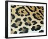 Close-Up of Jaguar Fur, Costa Rica-Edwin Giesbers-Framed Photographic Print