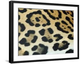 Close-Up of Jaguar Fur, Costa Rica-Edwin Giesbers-Framed Photographic Print