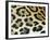 Close-Up of Jaguar Fur, Costa Rica-Edwin Giesbers-Framed Photographic Print