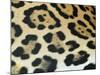 Close-Up of Jaguar Fur, Costa Rica-Edwin Giesbers-Mounted Photographic Print