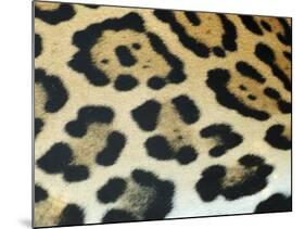 Close-Up of Jaguar Fur, Costa Rica-Edwin Giesbers-Mounted Photographic Print