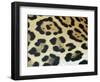 Close-Up of Jaguar Fur, Costa Rica-Edwin Giesbers-Framed Photographic Print