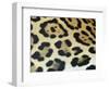 Close-Up of Jaguar Fur, Costa Rica-Edwin Giesbers-Framed Photographic Print