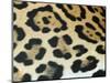 Close-Up of Jaguar Fur, Costa Rica-Edwin Giesbers-Mounted Photographic Print