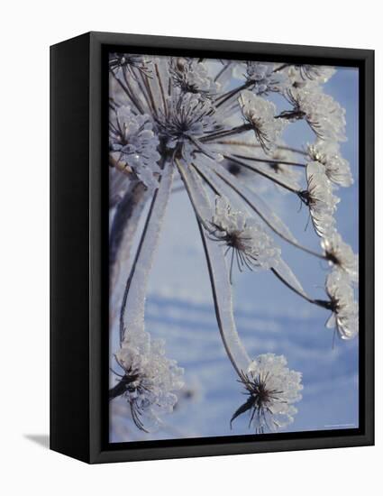 Close-up of 'Jewels' of Ice on a Plant, Norway, Scandinavia, Europe-Kim Hart-Framed Stretched Canvas