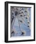 Close-up of 'Jewels' of Ice on a Plant, Norway, Scandinavia, Europe-Kim Hart-Framed Photographic Print