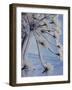 Close-up of 'Jewels' of Ice on a Plant, Norway, Scandinavia, Europe-Kim Hart-Framed Photographic Print