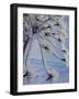 Close-up of 'Jewels' of Ice on a Plant, Norway, Scandinavia, Europe-Kim Hart-Framed Photographic Print