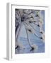 Close-up of 'Jewels' of Ice on a Plant, Norway, Scandinavia, Europe-Kim Hart-Framed Photographic Print