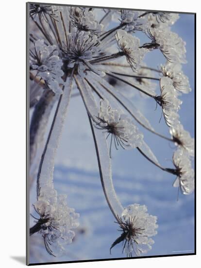 Close-up of 'Jewels' of Ice on a Plant, Norway, Scandinavia, Europe-Kim Hart-Mounted Photographic Print