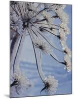 Close-up of 'Jewels' of Ice on a Plant, Norway, Scandinavia, Europe-Kim Hart-Mounted Photographic Print