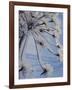 Close-up of 'Jewels' of Ice on a Plant, Norway, Scandinavia, Europe-Kim Hart-Framed Photographic Print