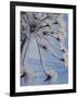 Close-up of 'Jewels' of Ice on a Plant, Norway, Scandinavia, Europe-Kim Hart-Framed Photographic Print