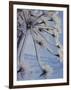 Close-up of 'Jewels' of Ice on a Plant, Norway, Scandinavia, Europe-Kim Hart-Framed Photographic Print