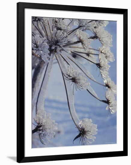 Close-up of 'Jewels' of Ice on a Plant, Norway, Scandinavia, Europe-Kim Hart-Framed Photographic Print