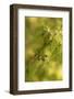 Close-up of Juniper berries, Juniperus communis-Paivi Vikstrom-Framed Photographic Print